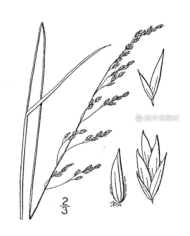 古植物学植物插图:Poa nemoralis，北方禾草